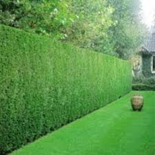 Thuja Smaragd