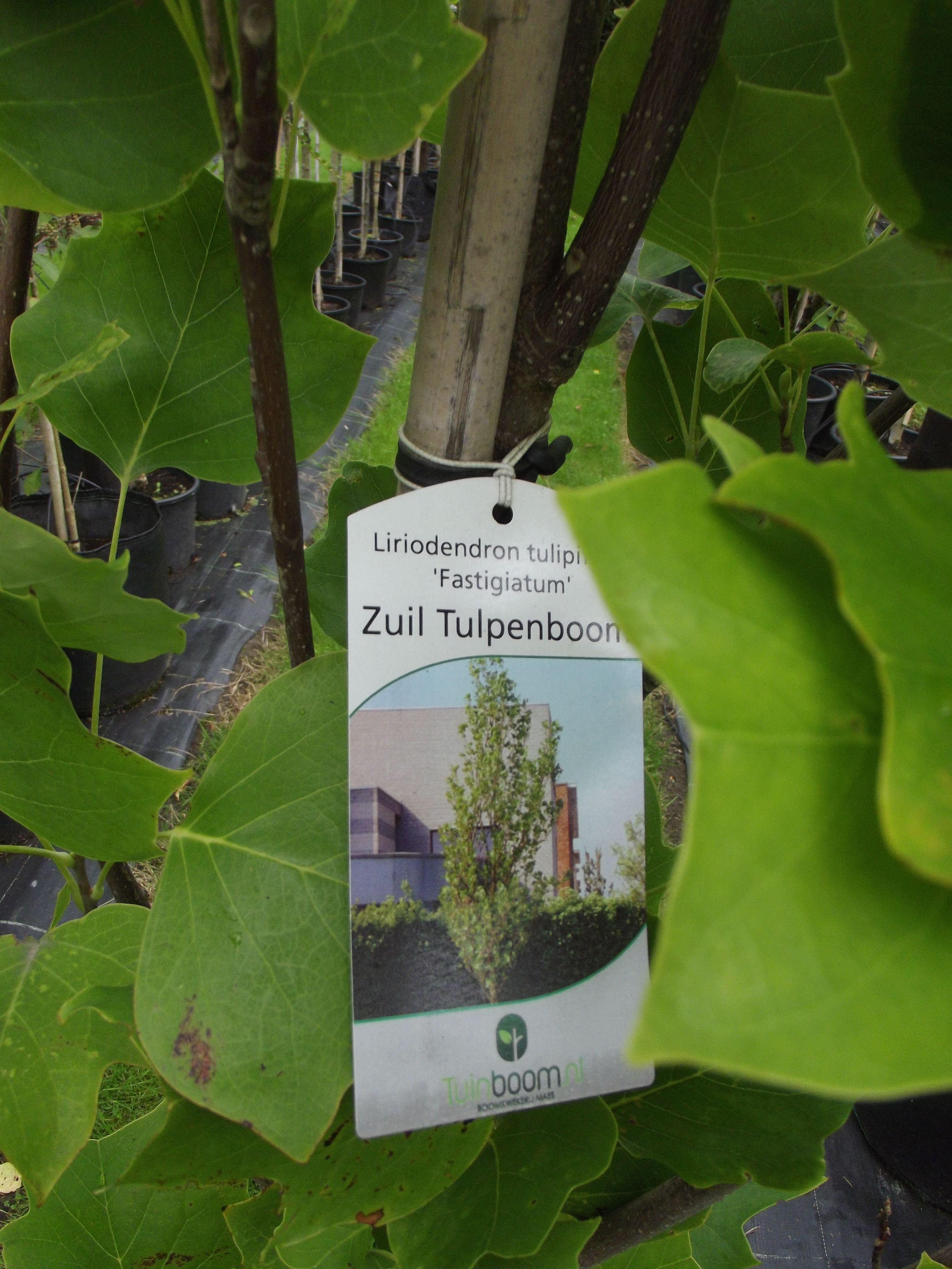 Zuil Tulpenboom